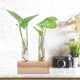 thumbnail image 3 of Planta Hidropónica Florero Tubo De Ensayo De Vidrio ANGGREK Maceta Terrario, 3 of 8