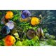 thumbnail image 5 of Alimento para peces Aquatic Foods Inc. Gusanos Tubifex liofilizados 292 g, 5 of 8