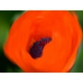 thumbnail image 3 of Plank, Savanah 14x12 Black Modern Framed Museum Art Print Titled - Orange Poppy, 3 of 5