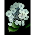 thumbnail image 2 of Blaustein, Alan 25x32 White Modern Wood Framed Museum Art Print Titled - Floral Color - 25, 2 of 4