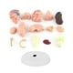 thumbnail image 4 of Modelo Anatómico, Modelo de Cerebro de Arte Anatómico Desmontado, Enseanza Médica, Juguete de Cerebro Humano, Educación Científica ANGGREK Otros, 4 of 9