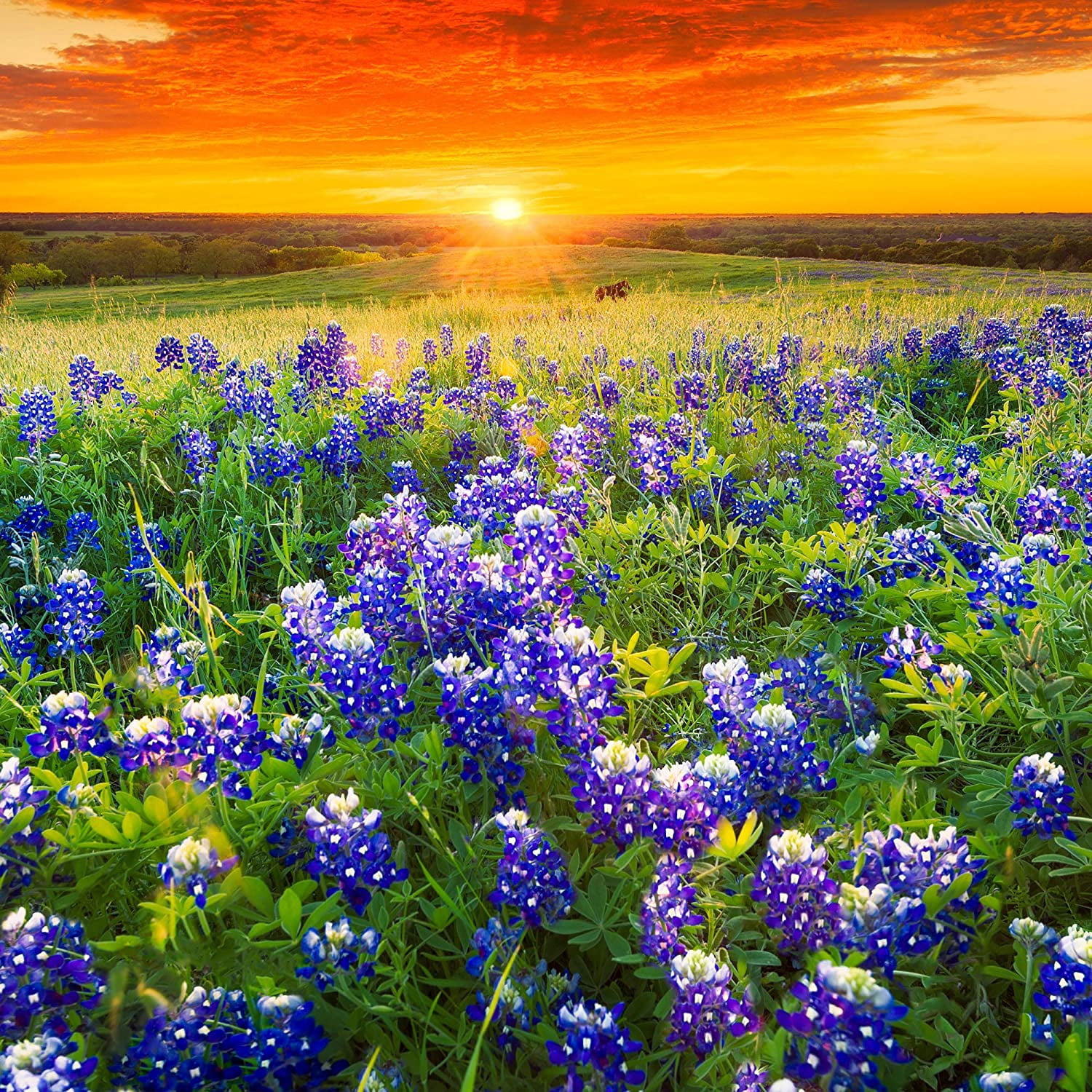 Outsidepride Texas Bluebonnet Wildflowers Seed - 1 lb