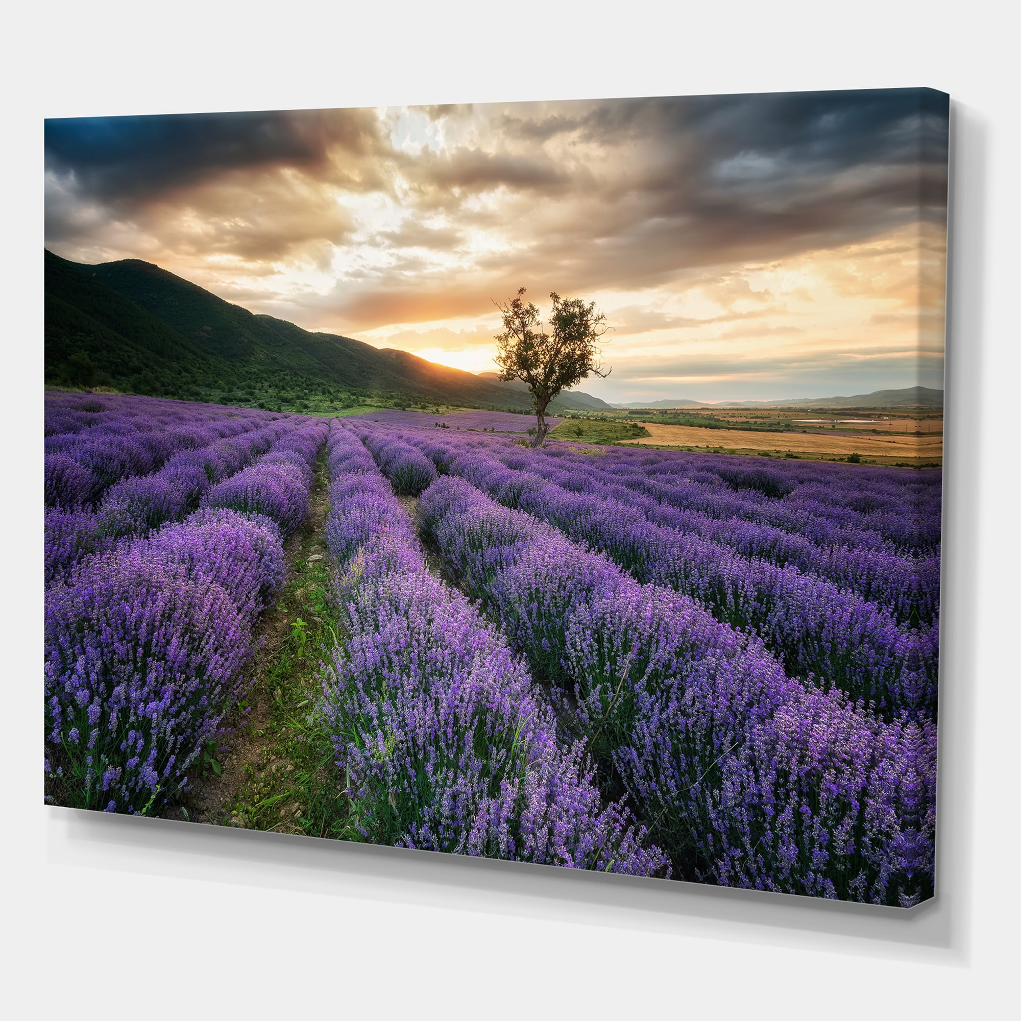 Designart ' Dramatic Clouds and Sunrise Over Lavender Field VII ' Farmhouse Canvas Wall Art Print