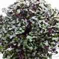 thumbnail image 4 of Red Cabbage Microgreens Seeds - 4 Oz ~27,200 Seeds - High Germination, Premium Non-GMO Seeds for Growing Red Cabbage Micro Greens, 4 of 5