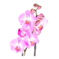 thumbnail image 4 of Orquídea premium en maceta, 4 of 4