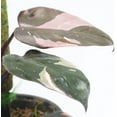 thumbnail image 4 of Pink Princess Philodendron - Live Starter Plant in a 2 Inch Pot - Philodendron Erubescens Pink Princess - Extremely Rare Indoor Houseplant, 4 of 7