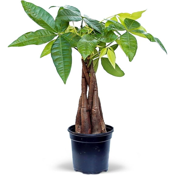 Live Money Tree, Pachira Aquatica, Good Luck Tree, Housewarming Gift for The First Home, Christmas Gift, Mother's Day Gift, Valentine's Gift for Her, Evergreen Indoor Plant in 4" Pot