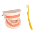 thumbnail image 1 of Modèle de Dentition Pratique Modèle de Démonstration Dentaire avec Brosse à Dents, 1 of 10