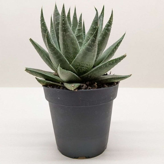 Succulent Haworthia Savanna Live Plant for Indoor | Different Houseplants in 4'' & 6'' Pot | Real House Plant Decor for Living Room, Office, Desk & Bathroom | Little Warty Ox Tongue