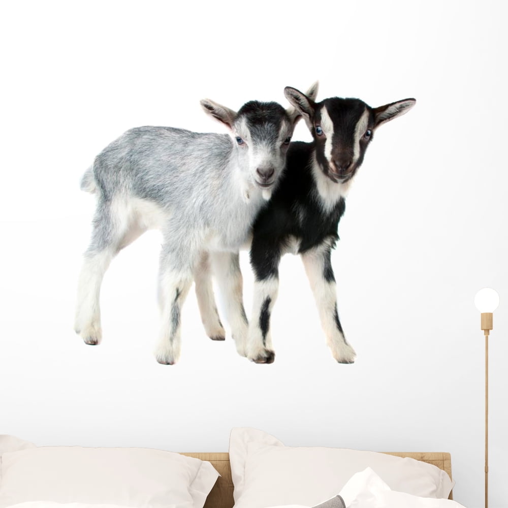 Little Goat Wall Decal by Wallmonkeys Peel and Stick Graphic (36 in W x
