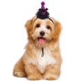 thumbnail image 1 of Juguetes para mascotas Tocado para mascotas Sombrero ajustable para gatos y perros con forma de murciélago y calabaza de dibujos animados Joyería para mascotas Suministros para mascotas, 1 of 3