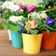 thumbnail image 4 of Clear Acrylic Greeneryer, Pot Insert, Decorative Holder for Small Greenerys, s, Office Desktop, Home Decor, 1-Pack, 4 of 5