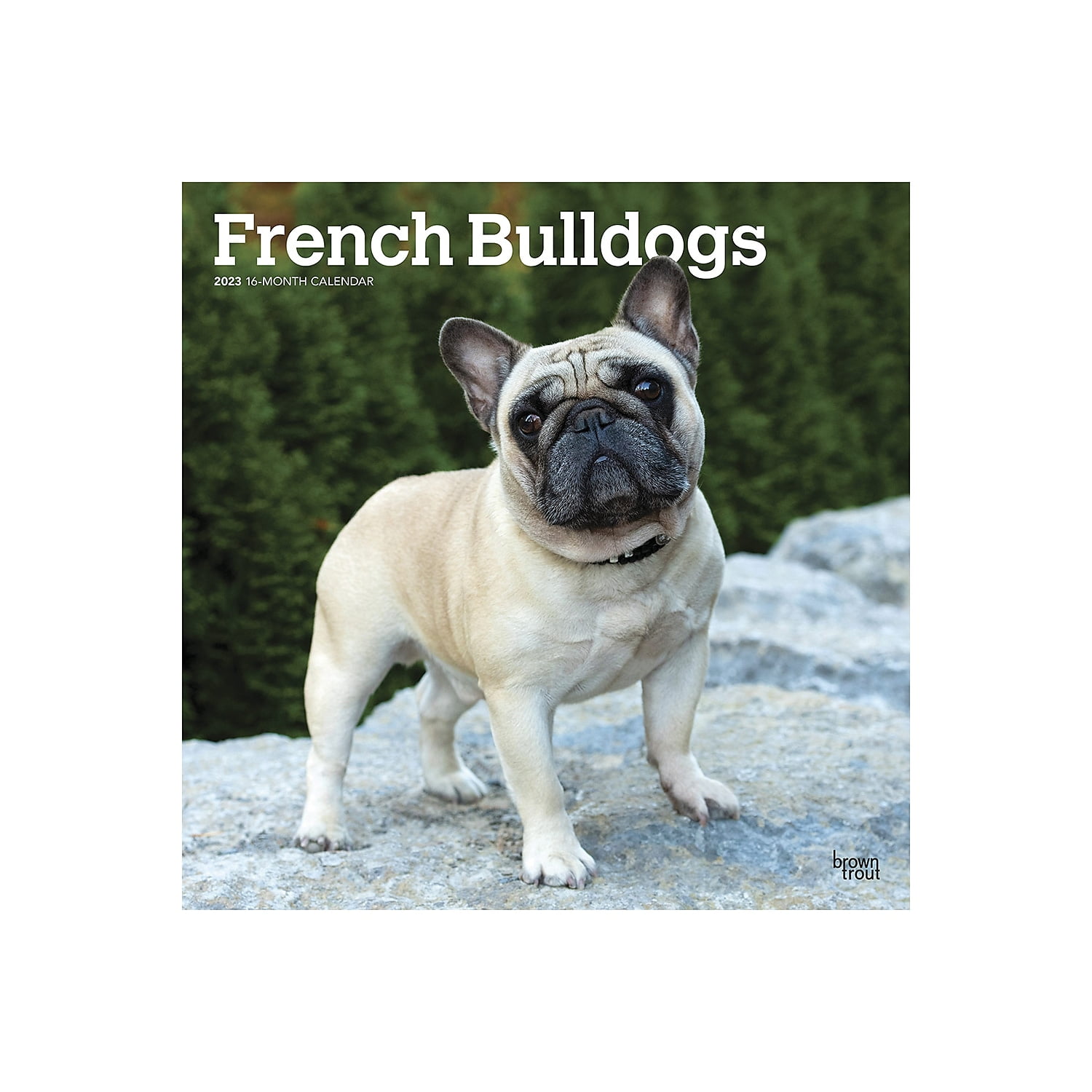 2023 BrownTrout French Bulldogs 12'' x 12'' Monthly Wall Calendar (9781975451639)
