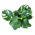 thumbnail image 6 of Masson Farms Live Indoor Plant 28in Tall Monstera Deliciosa Split Leaf in 12in Grower Pot, 6 of 9