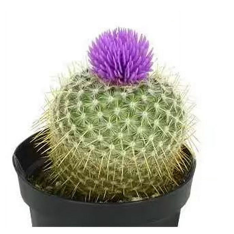 仙人掌　Be In One's Element 仙人掌 Be In One's Element 仙人掌 Be In One's Element 仙人掌