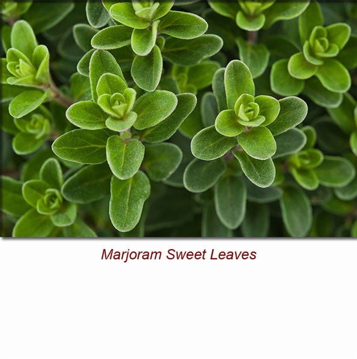 Marjoram Sweet Essential Oil 1 fl oz (30 ml) - 100% Pure and Natural by Silky Scents