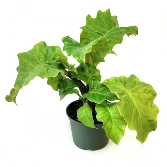 6 in. Alocasia Low Rider Plant in Grower Container