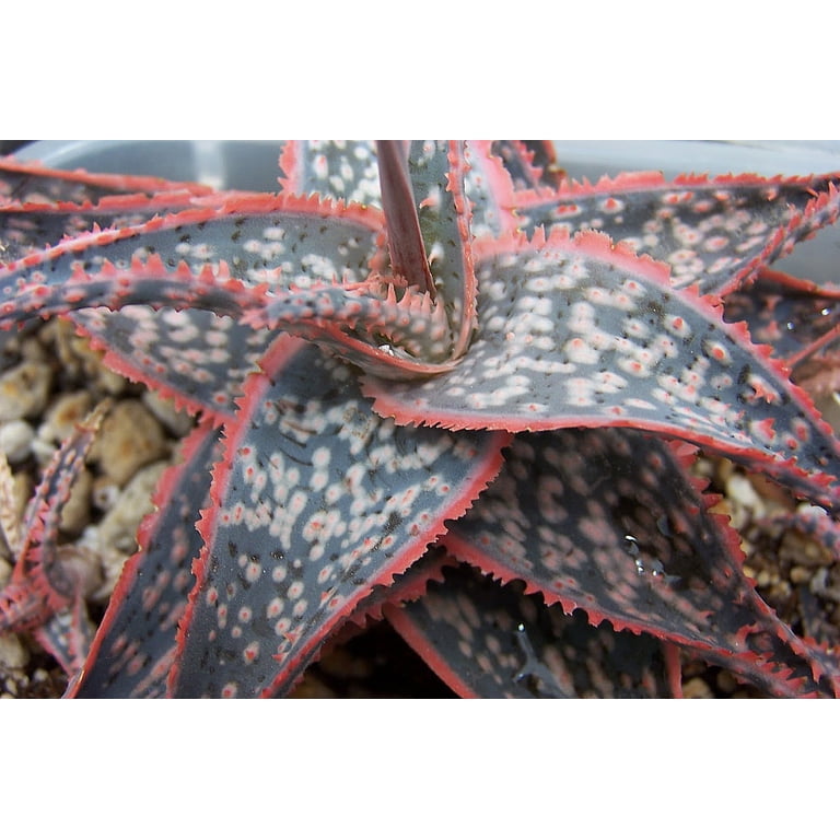Red Donnie Aloe Succulent Plant - 4" Pot - Walmart.com
