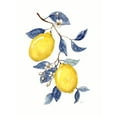 thumbnail image 2 of Nan 25x32 Black Ornate Wood Framed with Double Matting Museum Art Print Titled - Odyssey Lemons II, 2 of 4