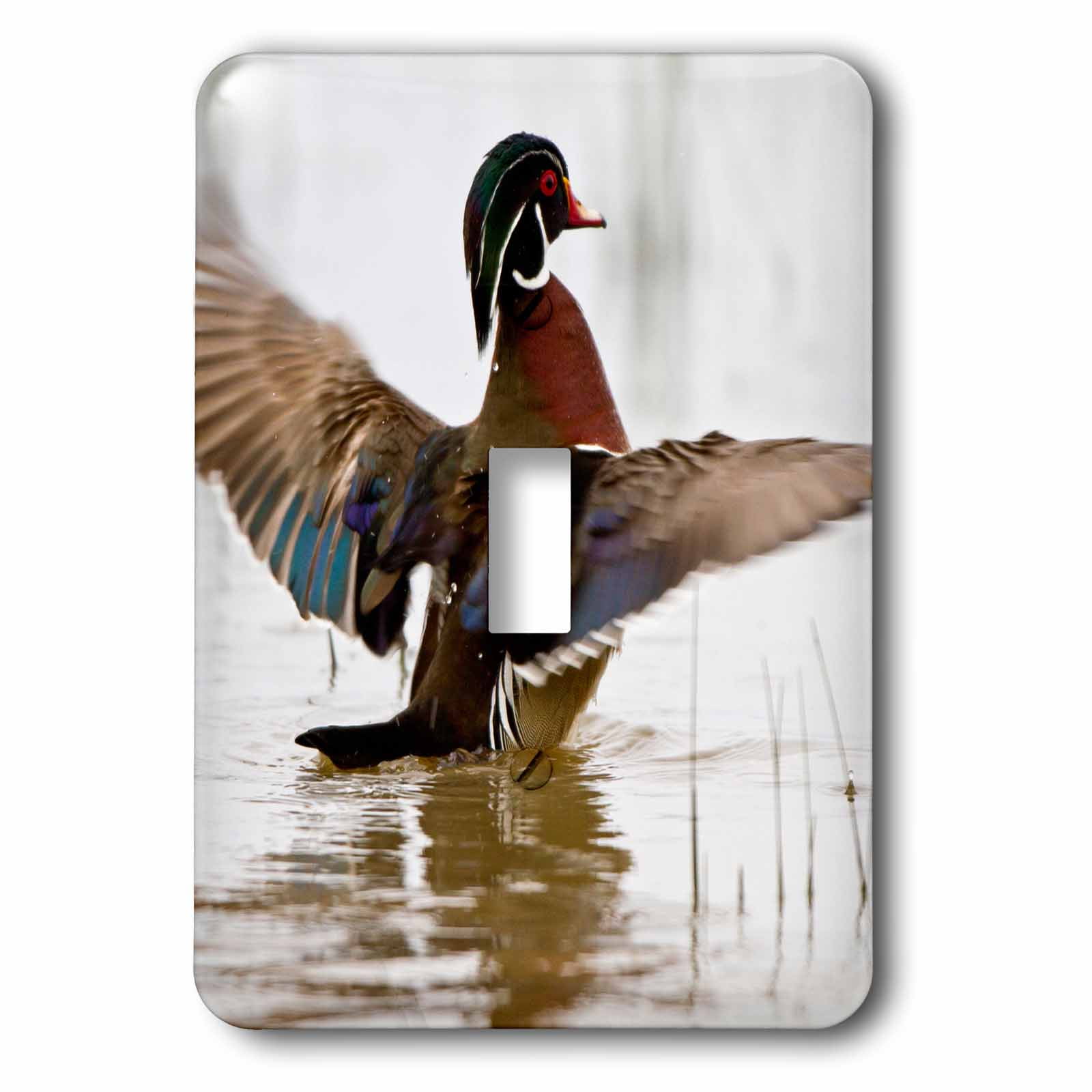 Marion Co IL 2 Plug Outlet Cover male flapping wings in wetland Aix sponsa 3dRose lsp/_208133/_6 Wood Duck