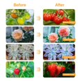 thumbnail image 4 of Luz de cultivo LED de espectro completo bseah, 10 niveles de atenuación y temporizador, 4 of 6