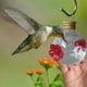 thumbnail image 5 of Alimentador de colibrí de bayas rojas, alimentador de aves para patio, 5 of 5