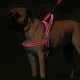 thumbnail image 5 of Arnés y correa reflectante antitirones para perros, chaleco para mascotas, correa para perros pequeños, medianos y grandes, perfecto para entrenamiento diario, caminatas, tallas XXS a L, 5 of 5