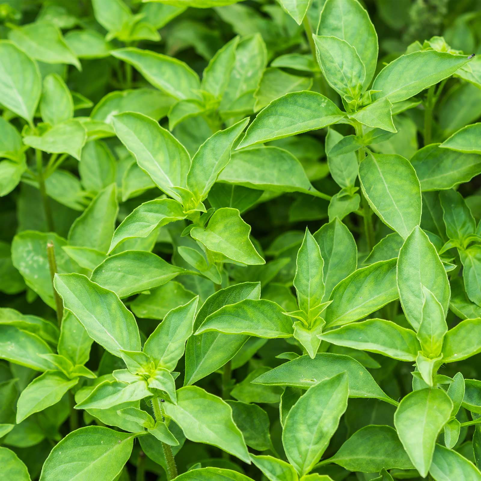 Live Lemon Basil Herb Plant Sprout Organic Healthy Fragrant All-Natural Live Thriving Sturdy Herb for Gardening and Planting Beautiful