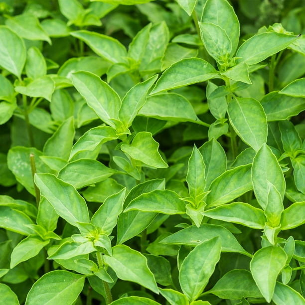 Thai Basil Seeds Bulk Herb Seeds for Growing Microgreens, Indoor Gardening Micro Greens Salad