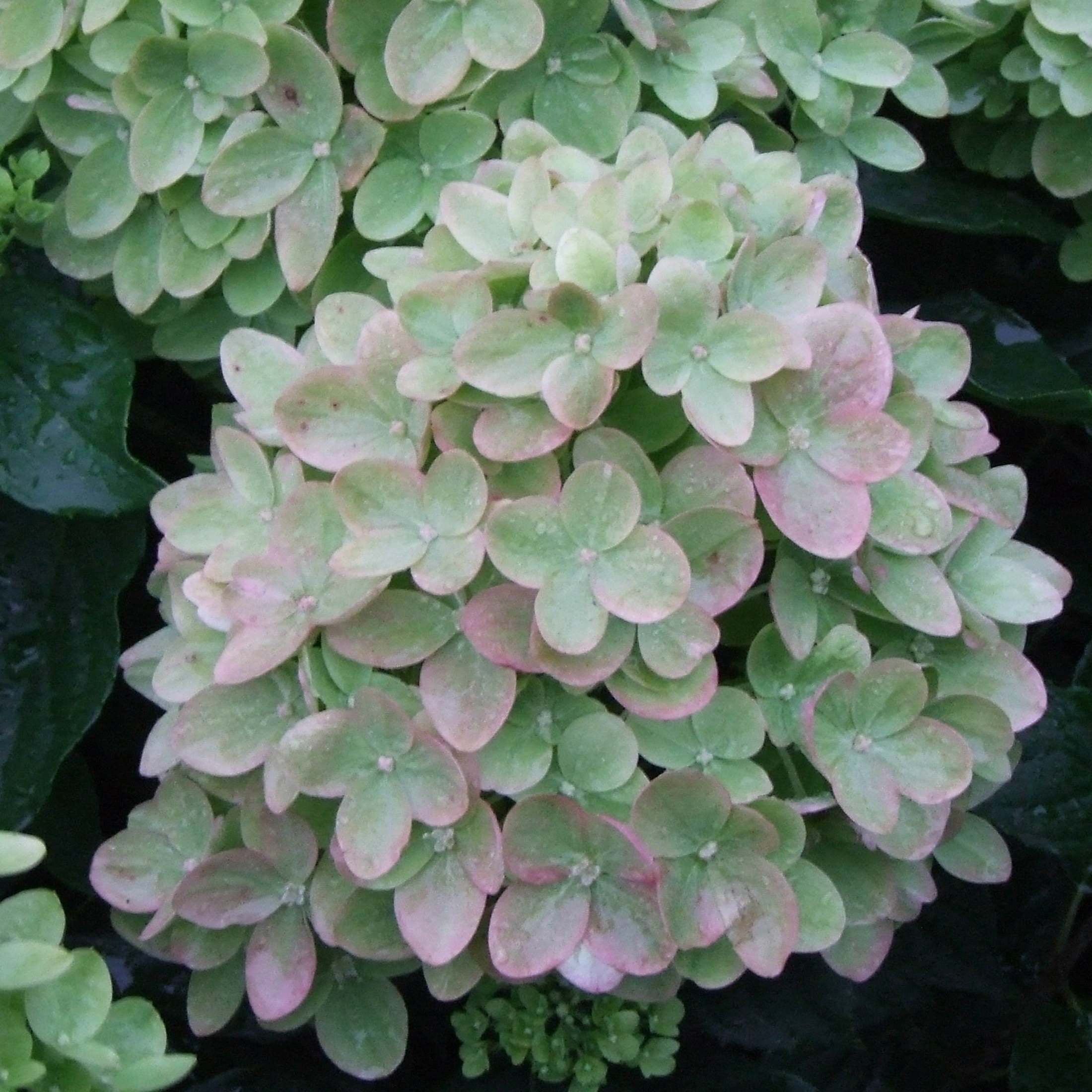 Proven Winners ColorChoice 6" Little Lime Panicle Hydrangea Live Plant in 7.5" Pot