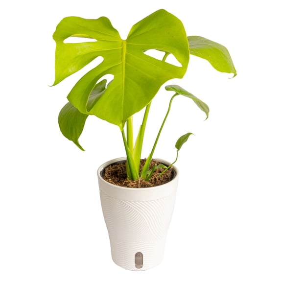 Costa Farms 12" Monstera Golden Compact Live House Plant in 5" Self-Watering Pot