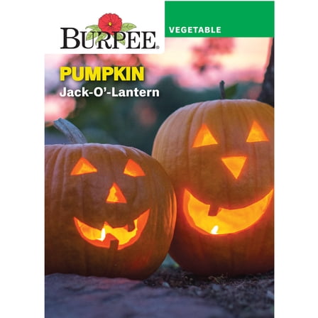 Burpee Jack-O'-Lantern Pumpkin Vegetable Seed
