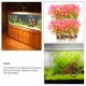 thumbnail image 3 of FENGGUIQU 20Ud Artificiales Para Acuario Rosa De PVC Resistente Para Peceras, 3 of 6