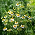 thumbnail image 2 of Chamomile Seed Drought Tolerant Roman Chamomile Herb Garden Plant Seeds - 50000 Seeds, 2 of 3