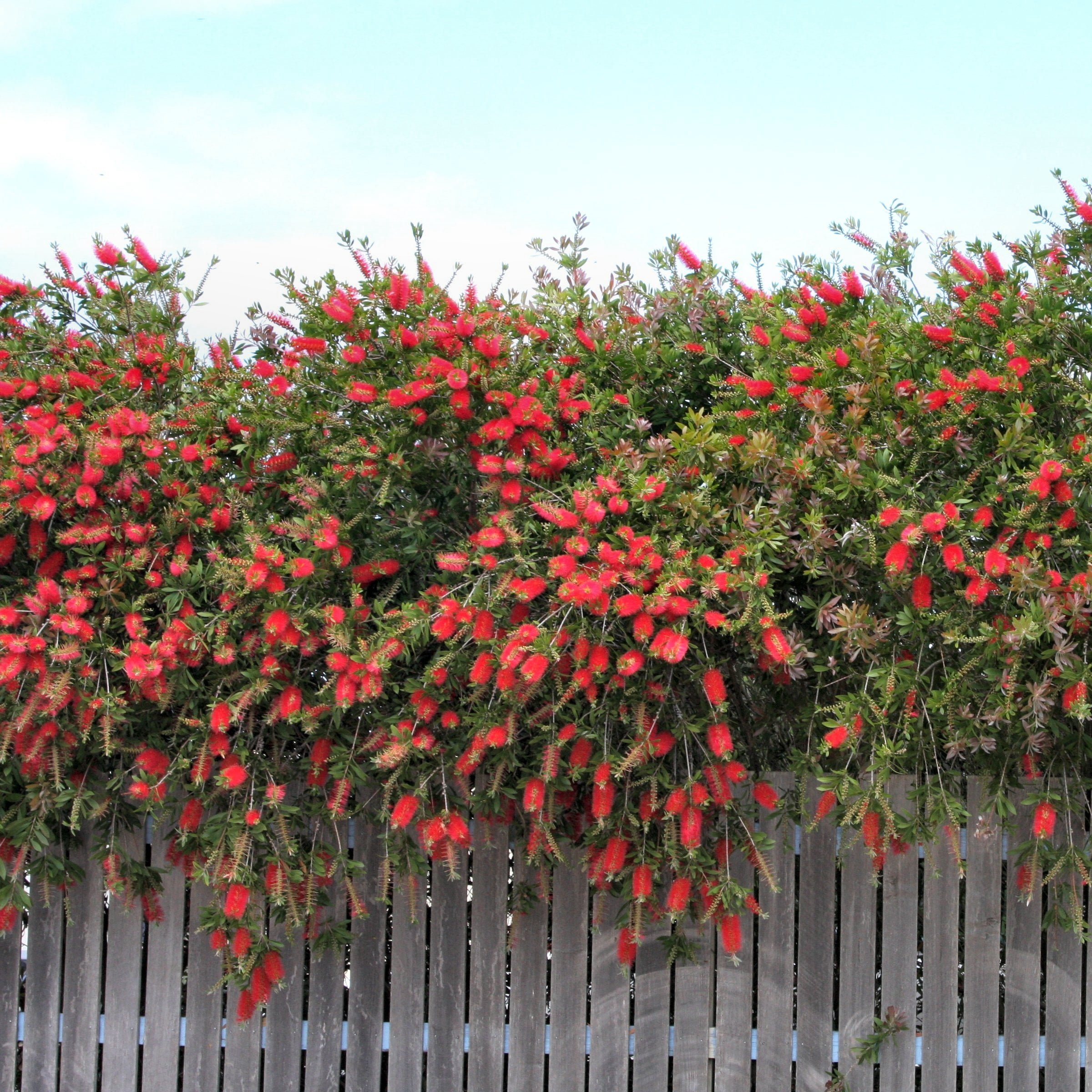 1 gal. Bottlebrush Cold Hardy Shrub with Red Flowers