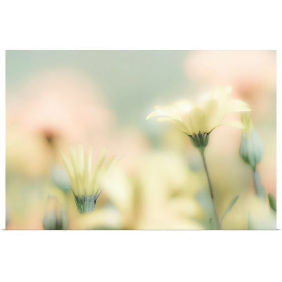 Great BIG Canvas | "Desert Flowers I" Art Print - 36x24