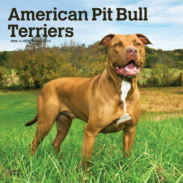 American Pit Bull Terriers 2025 Square (Calendar)