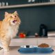 thumbnail image 1 of unbranded Bowl Para Mascotas Con Doble Plato Inoxidable Ideal Para Alimentación Y Base Firme Antideslizante, 1 of 7