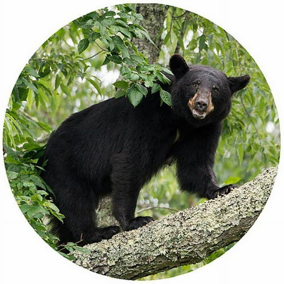 Andreas TR-BL 8 in. Bear with Leaves Trivet  Round - 3 Pack