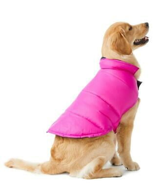 sable point mini rex