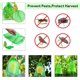 thumbnail image 3 of Fruit Protection Bag 60 Pieces, Grape Protection Bag 20x 30cm Garden Organza Bag with Drawstring Against Wasp, 3 of 4