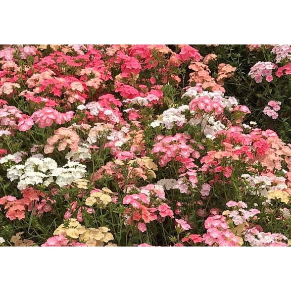 50 Pastel Mix Phlox Seeds – Perennial Garden Flower – Butterfly & Pollinator Friendly Blooms