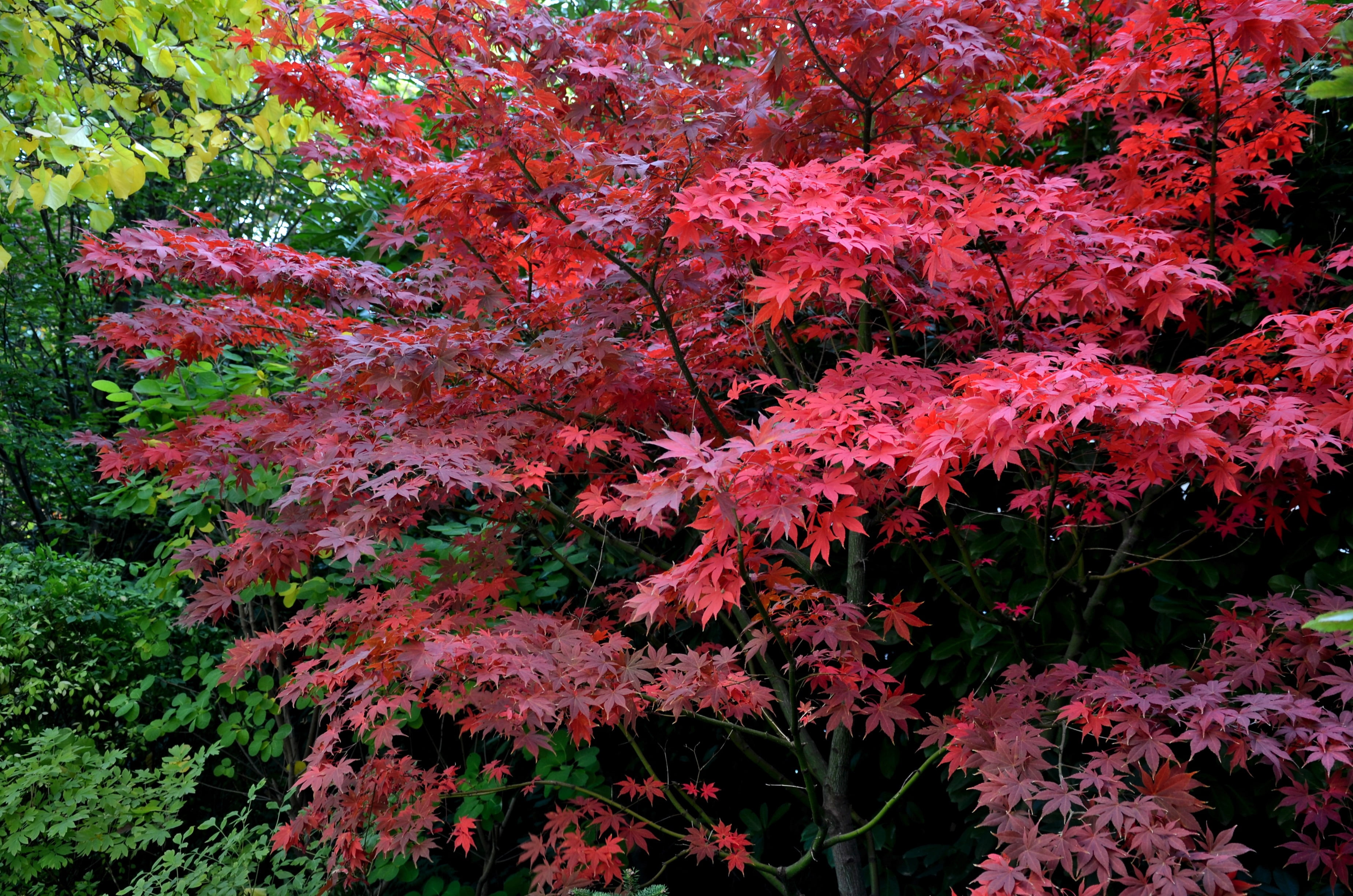 Bloodgood Japanese Maple Ornamental Live Tree in 3-Gallon Grower Pot