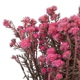 thumbnail image 4 of Vickerman 16-22" Light Pink Cotton Phylica Flower, 4-5 oz Bundle, Preserved, 4 of 5