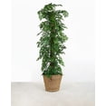 thumbnail image 6 of Premium Aroid Potting Mix - 20 Quart - Soil Free Blend for Aroids - Growing Medium for House Plants by Gardenera Labs - (4 Bags of 5 Quart), 6 of 7