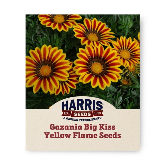 Harris Seeds - Gazania Big Kiss Yellow Flame F1 Seeds - Extra-Large Flowers - 100 Seeds