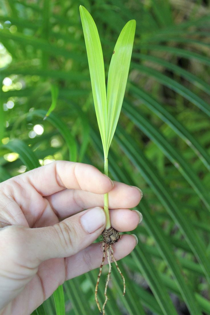 THREE Outdoor Live Plants- Starter Areca Palms - Grows to 20-30 ft in Height Indoor Outdoor Plant- Strong Young Small Plants