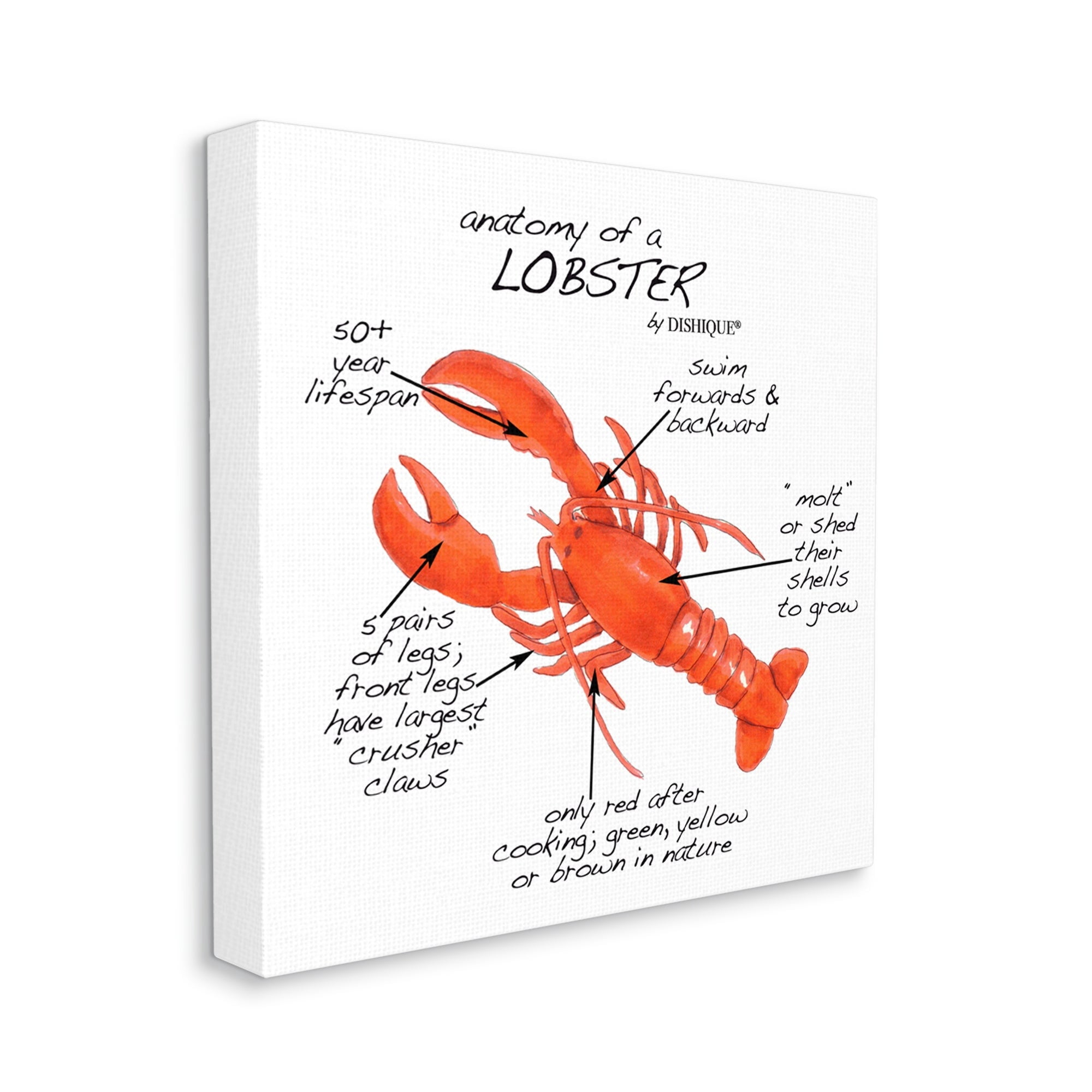 Stupell Industries Lobster Anatomy Nautical Sea Life Learning Chart Graphic Art Gallery Wrapped Canvas Print Wall Art, Design by Dishique