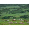 thumbnail image 2 of Zwick, Martin 24x19 Gold Ornate Wood Framed with Double Matting Museum Art Print Titled - Horses on their summer pasture National Park Besch Tasch in the Talas Alatoo mountain range, 2 of 4