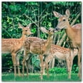 thumbnail image 1 of Picture-Tiles.com: Deer Ceramic Tile Wall Mural WAL500446-66M. 36"W x 36"H using (36) 6" x 6" Ceramic Tiles-Satin Finish, 1 of 3